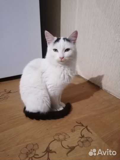 Кошечка найдёныш