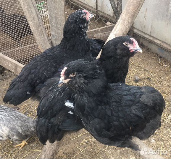 Куры молодки домашние,петухи