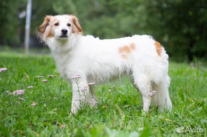 Небольшая собака в добрые руки