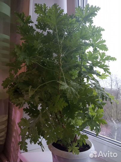 Пеларгония герань душистая лечебная