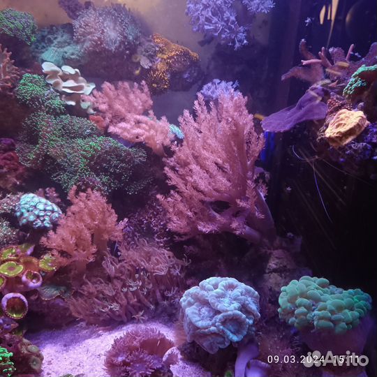 Мягкие кораллы для морского аквариума