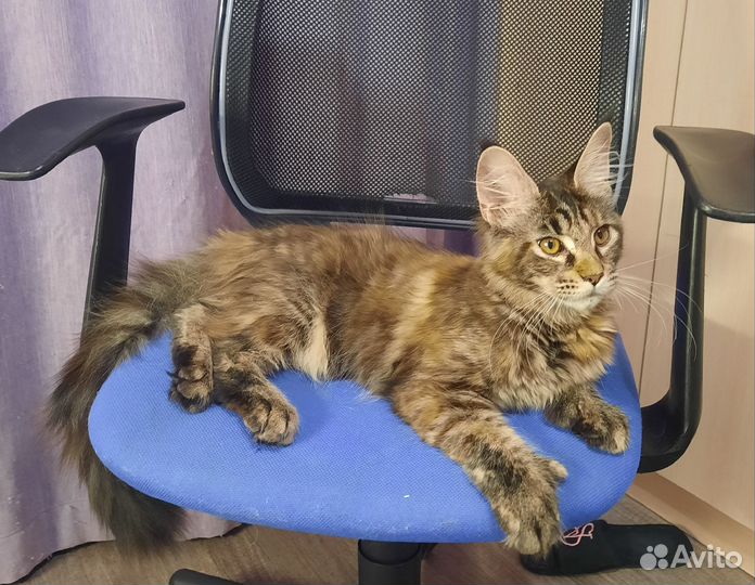 Котята Мейн-кун с документами