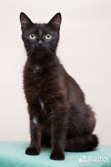 Черный Лебедь