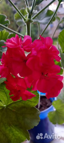 Герань пеларгония