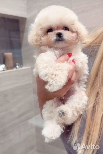 Мальтипу micro из кореи