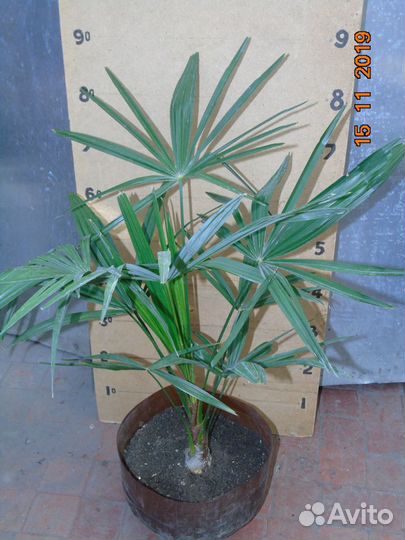 Пальмы: Хамеропс и Трахикарпус - сеянцы и саженцы