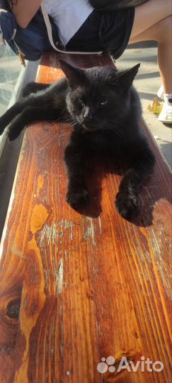 Котик бесплатно