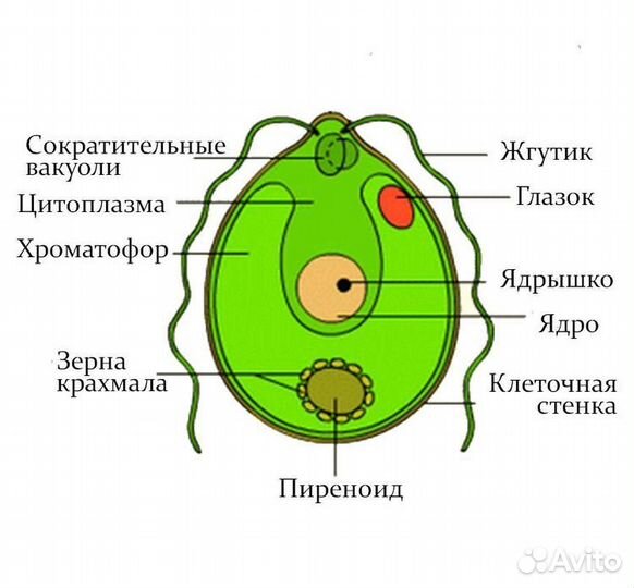 Репетитор по биологии, подготовка к ЕГЭ