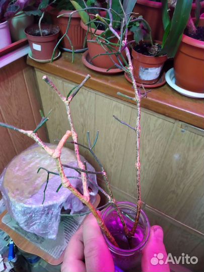 Комнатные растения