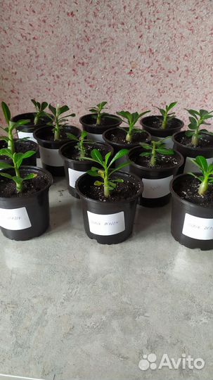 Комнатные цветы адениум