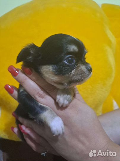 Чихуахуа щенки