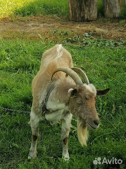 Коза дойная