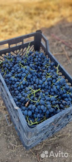 Виноград Молдова