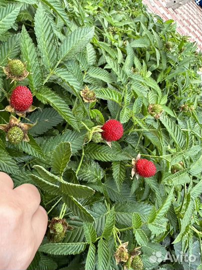 Малина тибетская