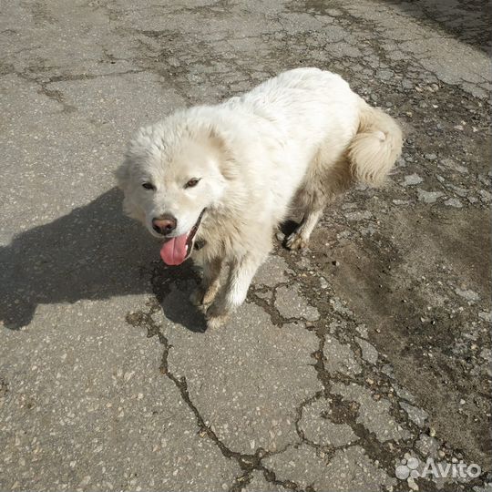 Собака ищет дом