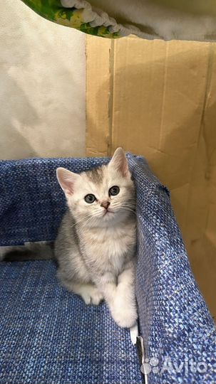 Шотландские котята