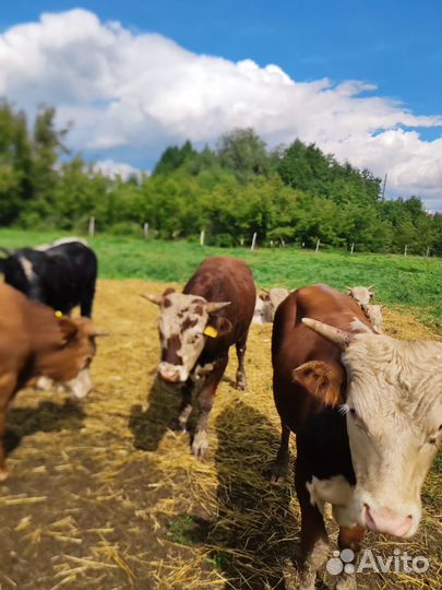 Бычки и телки