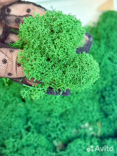 Стабилизированный мох (ягель)