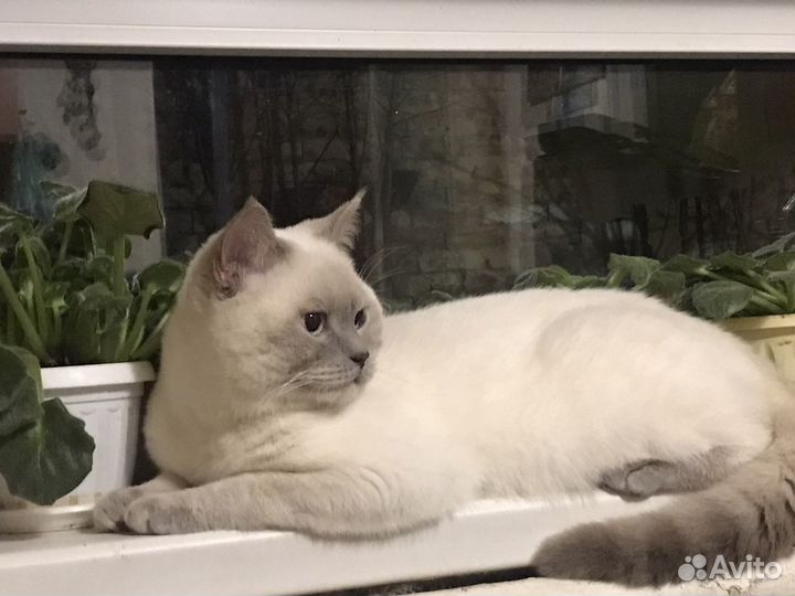 Шотландский кот вязка