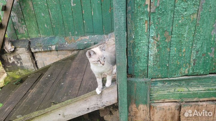 Кошки