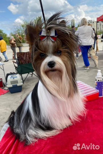 Бивер вязка