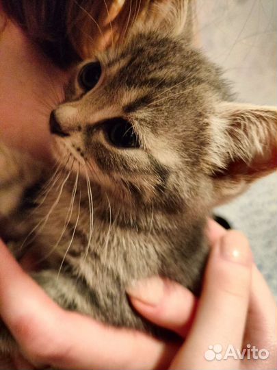 Котенок 1 месяц