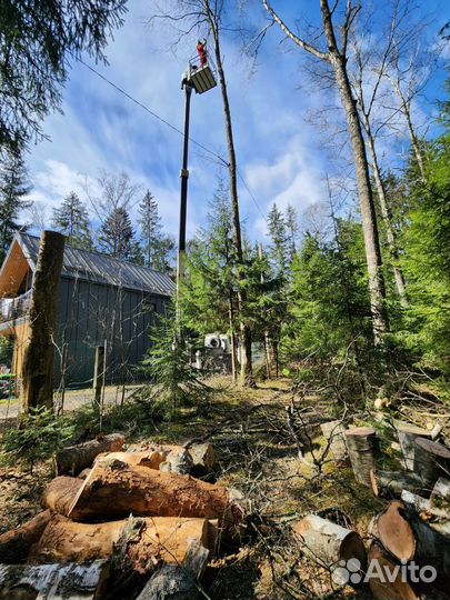 Срубить дерево