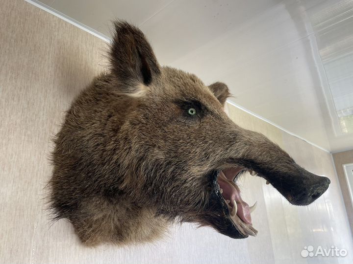 Чучело головы кабана