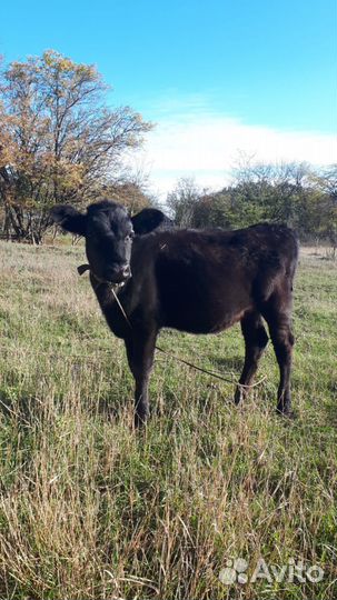 Корова,телка, поросята