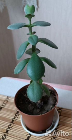 Комнатные цветы, денежное дерево