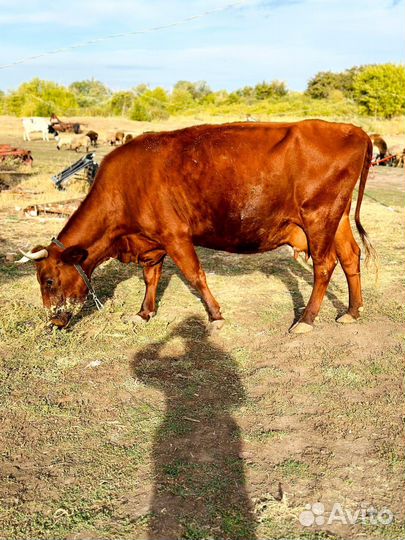 Продаю крс, мрс