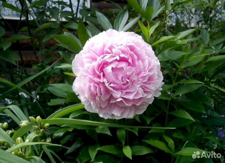 Пионы саженцы Сара Бернар