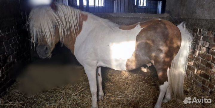 Шетлендский пони