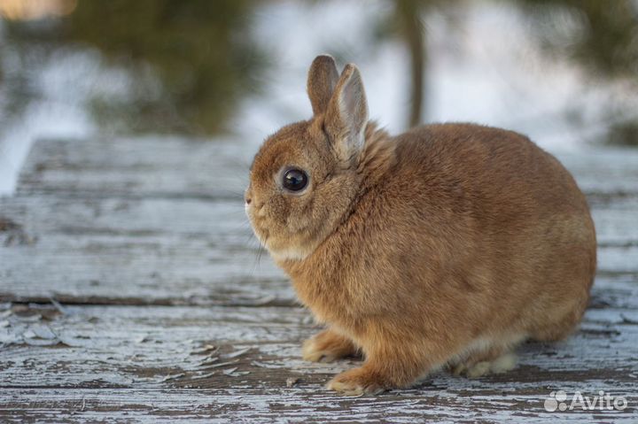 Карликовые кролики миноры