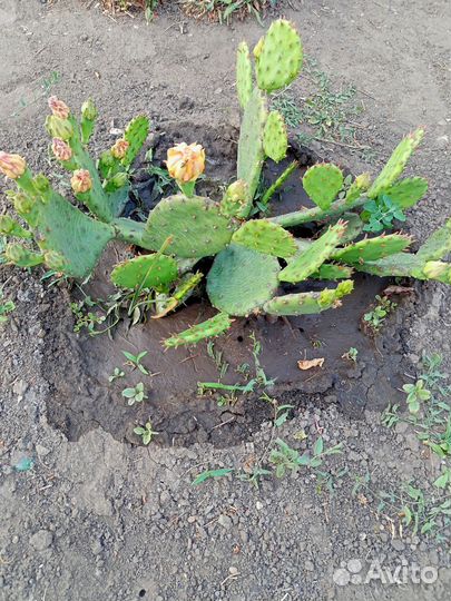 Кактус опунция