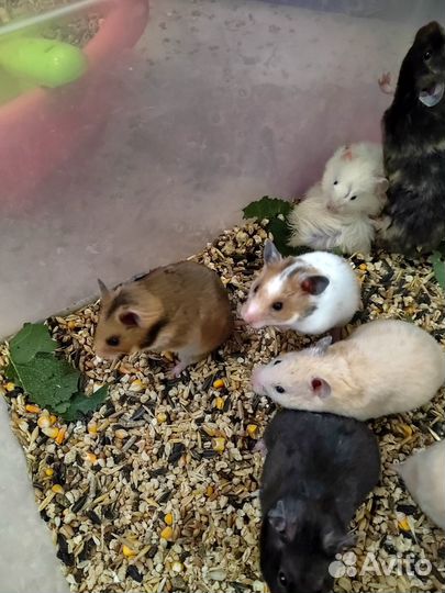 Сирийский хомяк