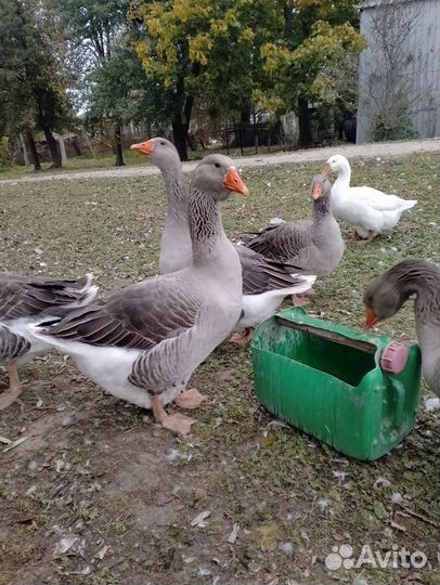 Гусак на племя