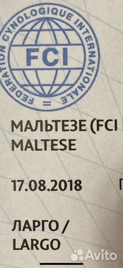 Вязка.Мальтезе ультра-мини (вес 1,4)