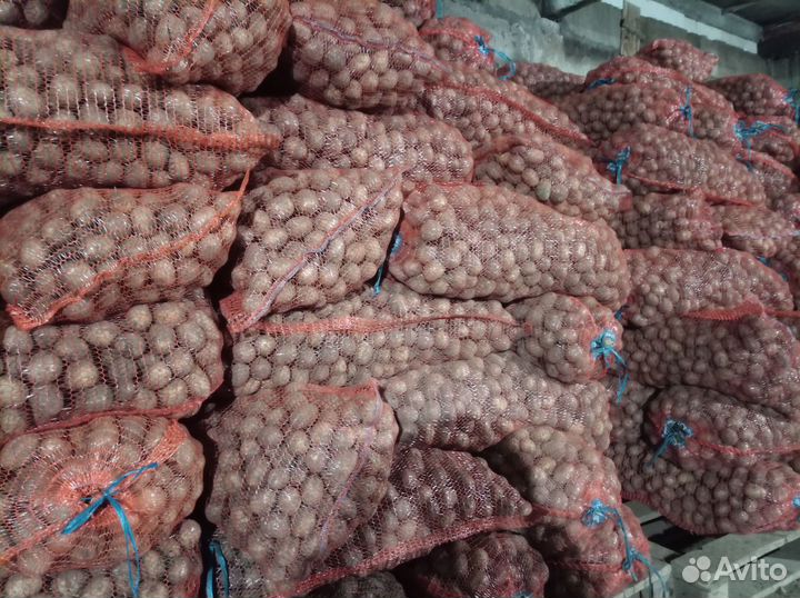 Семенной картофель Гала