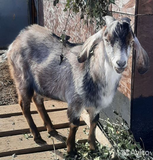 Козы,козочка