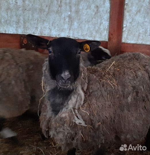 Романовские овцы