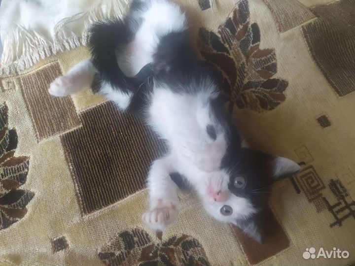 Отдаю котят