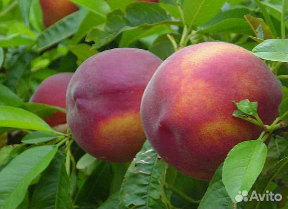 Нектарин Лола С6