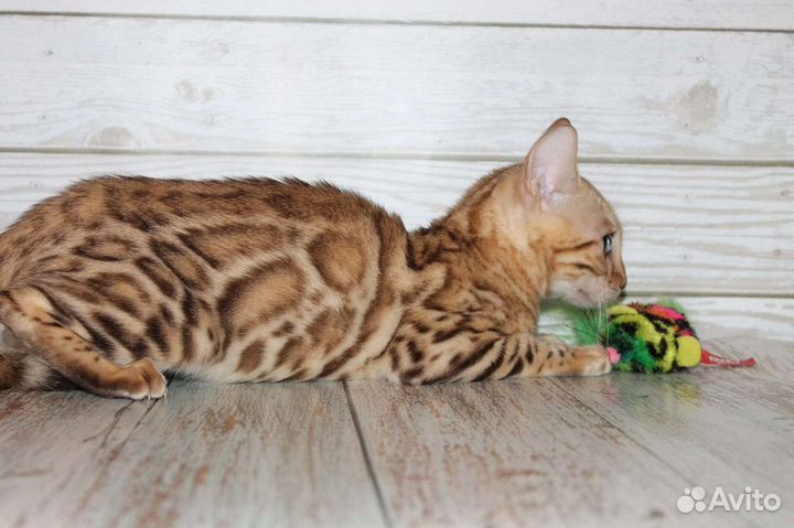Бенгальская кошка