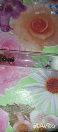 Camponotus Ligniperda