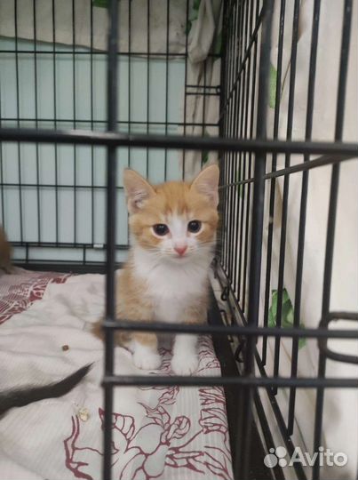 Котенок в добрые руки