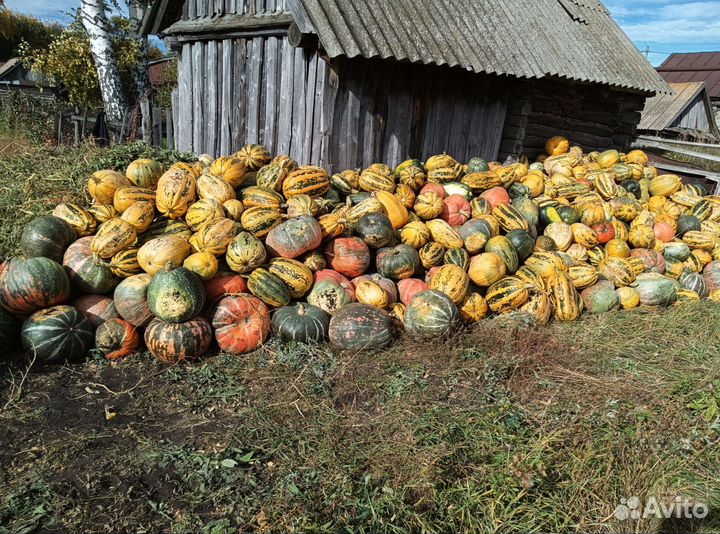 Тыква оптом
