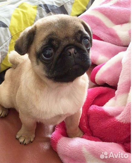 Щенки мопса