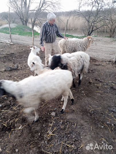 Англо нубийский козел