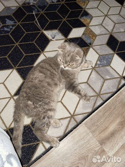 Кошка в дар